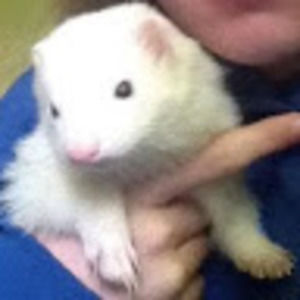 Meet your Posher, Audrey